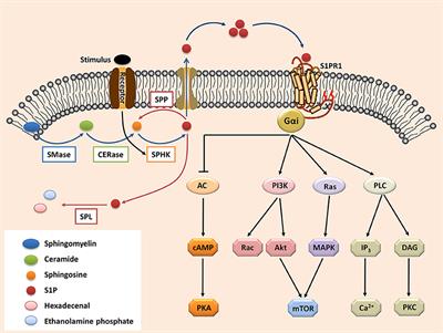 S1P-S1PR1 Signaling: the “Sphinx” in Osteoimmunology